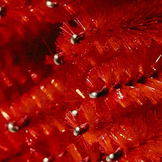 Monthly lash membership